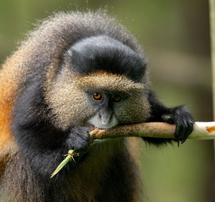 Unique Facts About Golden Monkeys in Uganda