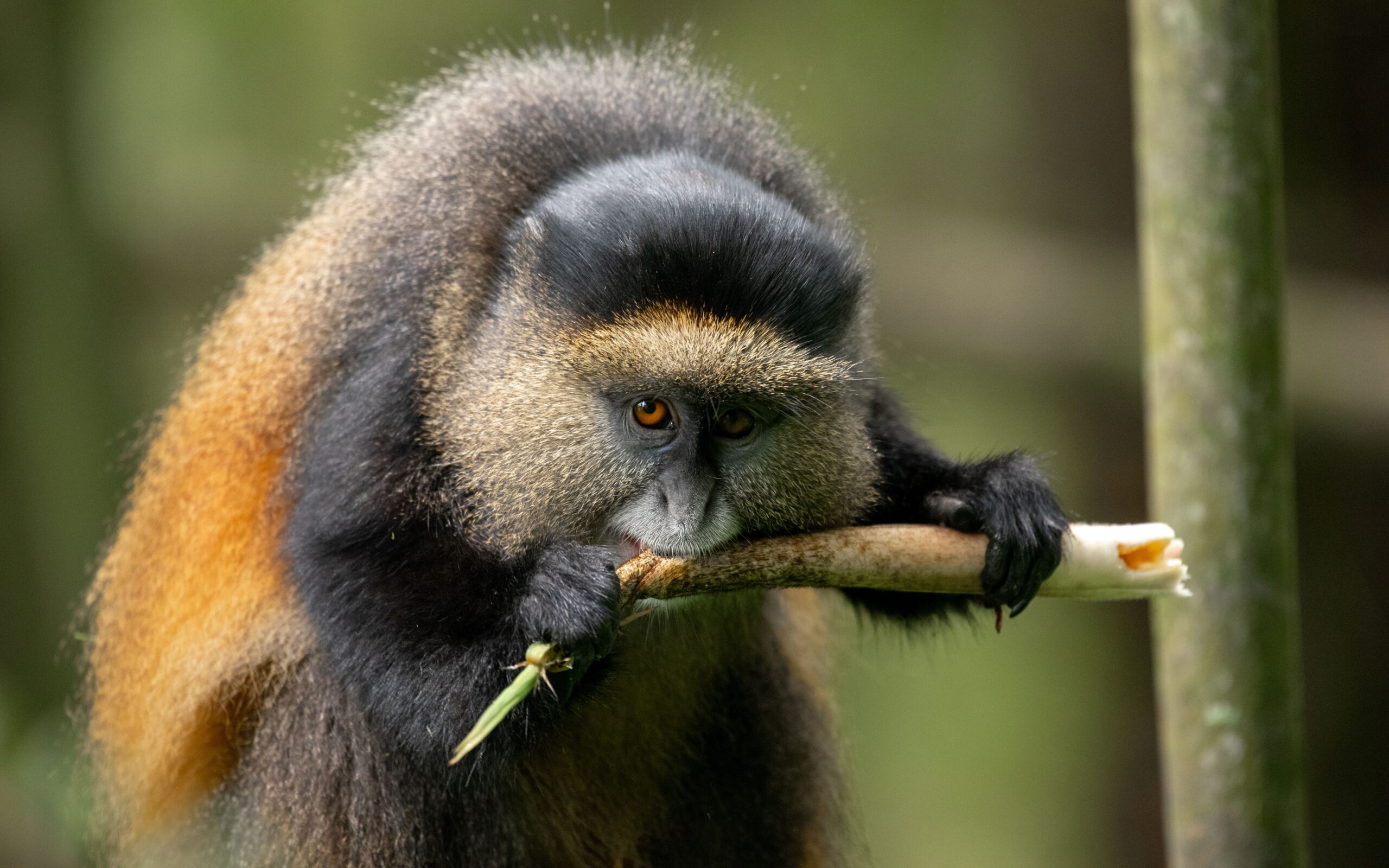 Unique Facts About Golden Monkeys in Uganda