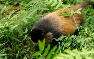 Unique Facts About Golden Monkeys in Uganda