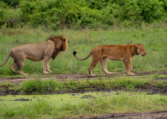 Lion Tracking Experience in Queen Elizabeth National Park