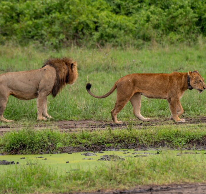 Lion Tracking Experience in Queen Elizabeth National Park