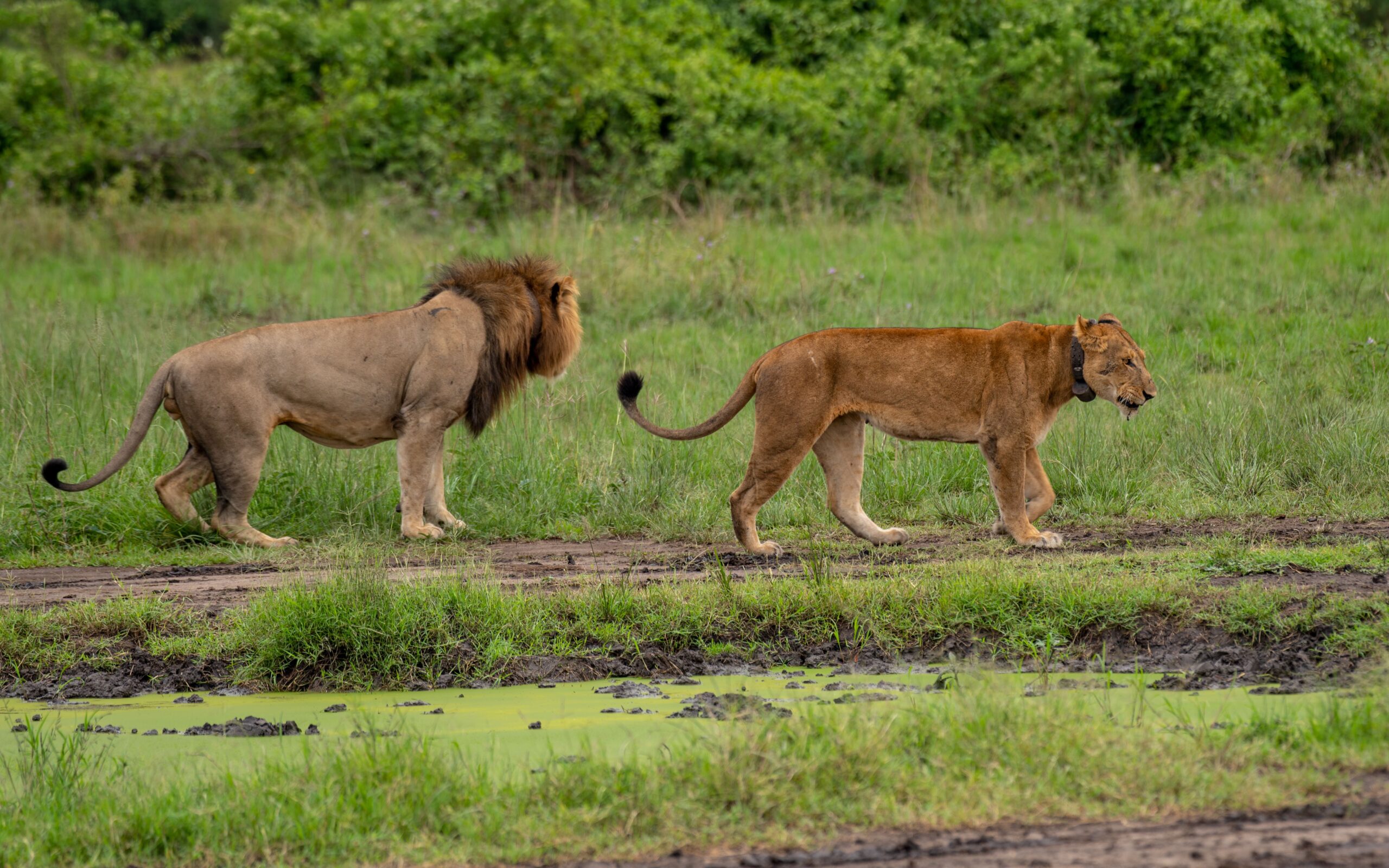 Lion Tracking Experience in Queen Elizabeth National Park