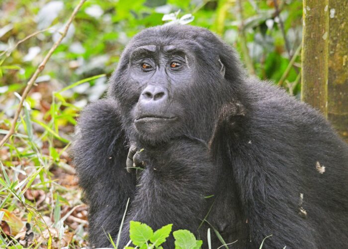 How long do you stay with gorillas on a trek?