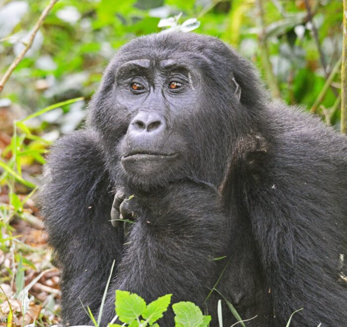 How long do you stay with gorillas on a trek?