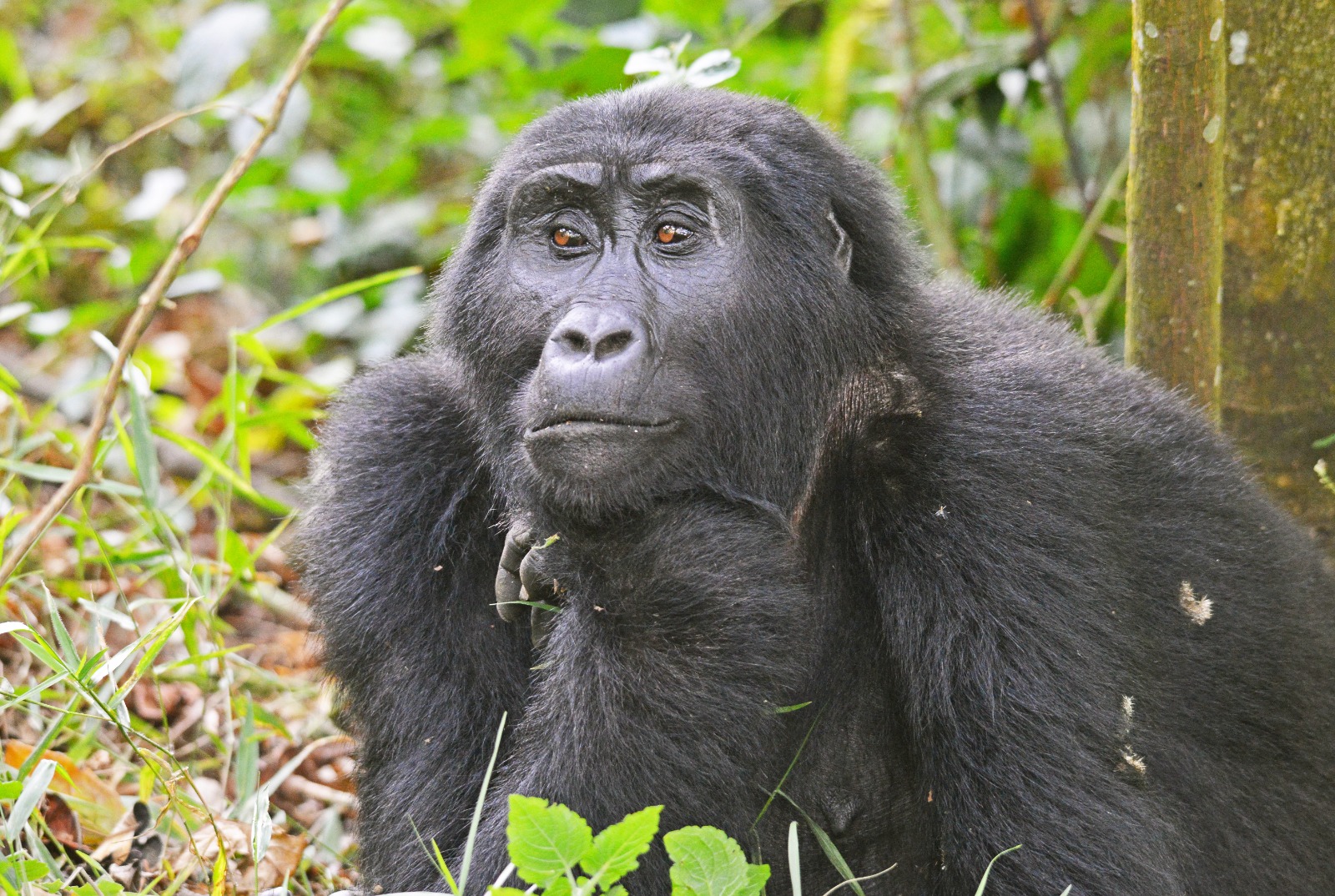 How long do you stay with gorillas on a trek?