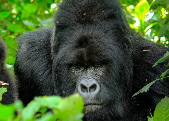 Gorilla Habituation Process