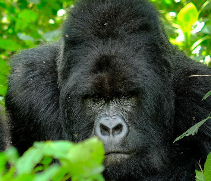 Gorilla Habituation Process