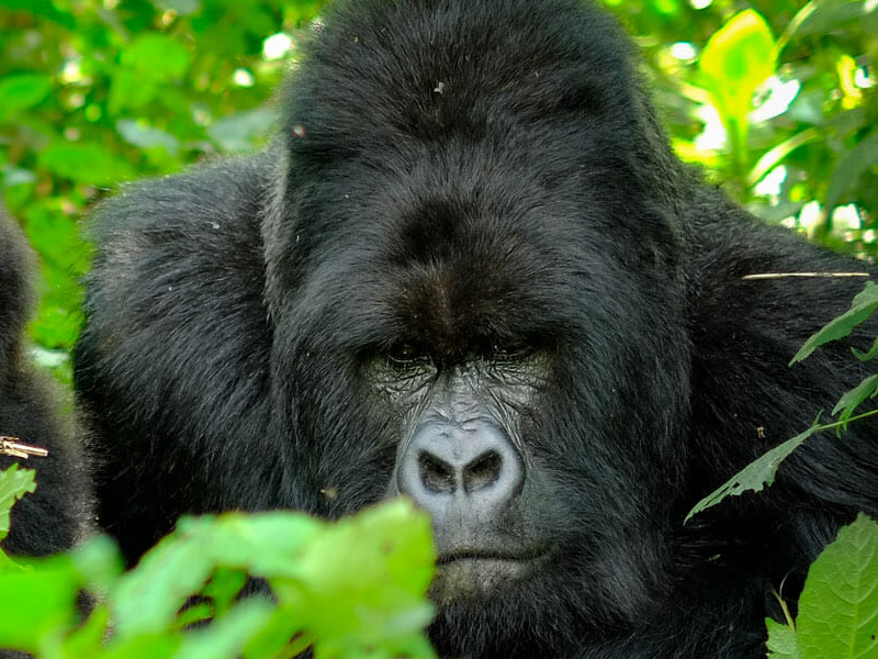 Gorilla Habituation Process